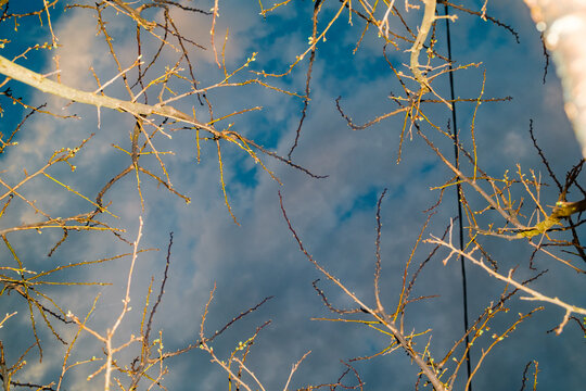 Abstract Tree Branches Texture Against The Sky