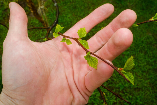 Young Green Spring Leaves Held in Hand In Garden