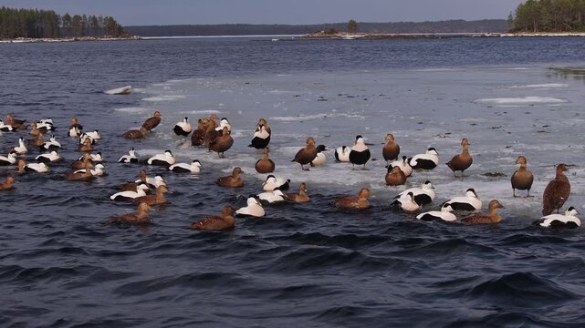 Dense flock of eider ducks rafting and resting on melting sea ice along a cold northern coastline, contrasting brown females and black-and-white males amid rippling blue water