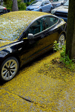 Black Car Covered in Yellow Pollen During Spring