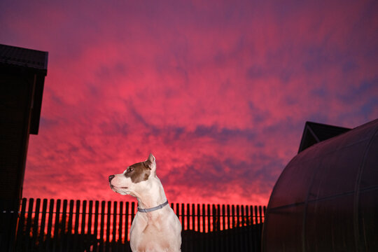 Dog Watches Sunset With Colorful Sky in the Background