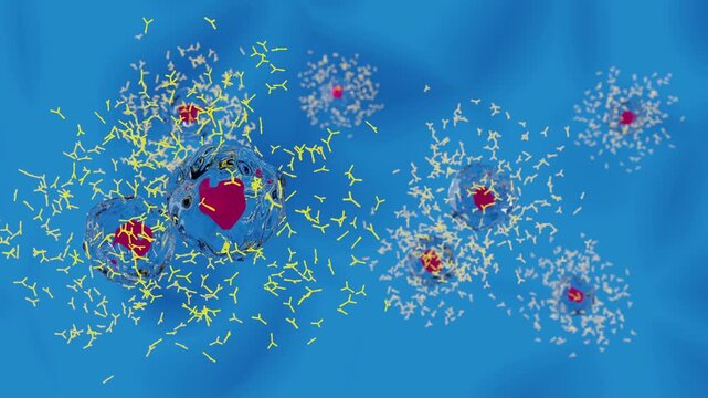 抗体を産生する形質細胞のイメージ