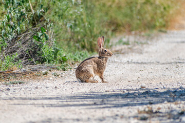 Naklejka premium Hare ground closeup shot, with blur beautiful background. Animals in nature, outdoors and ground path, standing in a summer sunlight morning day.