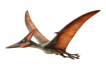 Fototapeta premium Pterodactyl flying during daylight with outstretched wings in a majestic aerial pose, isolated on transparent background