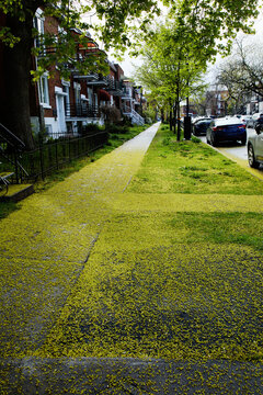 Sidewalk Covered in Yellow Tree Pollen During Spring Season