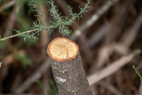 tree rings and log texture closeup view, natural wood texture pattern with branchs