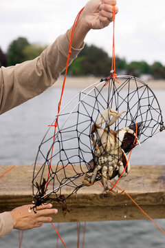 Man looking at his catch of the day holding a crab trap