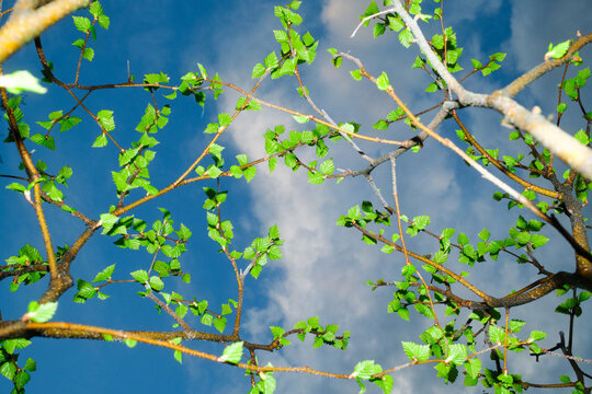 Fresh Green Spring Leaves Against Clear Blue Sky 