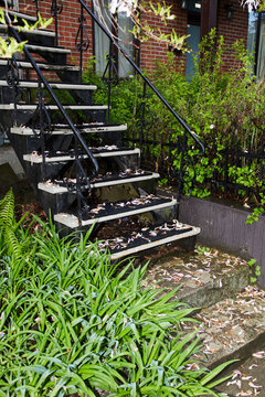 Flower petals fallen on staircase