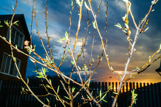 Sunset Behind Spring Tree Branches Pattern Texture
