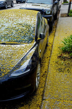 Black Car Covered in Yellow Pollen During Spring