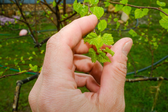 Checking Young Leaves on a Plant During Springtime in a Garden