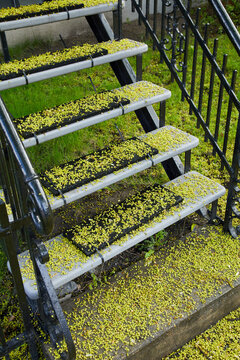 Sidewalk Covered in Yellow Tree Pollen During Spring Season
