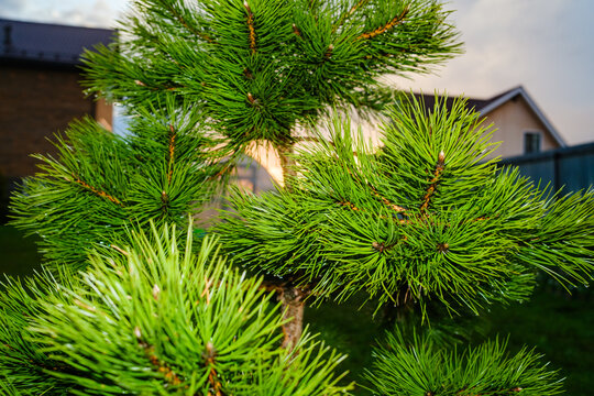Pine Tree Branches With Green Needles in a Backyard Setting