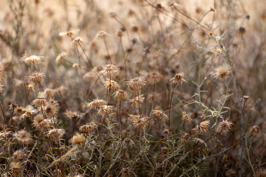 Savanna grass and flowers, closeup view with blur beautifuil background and dry enviroment