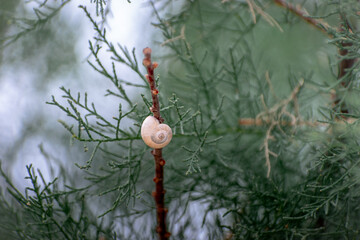 snail in a branch of a beautiful tree closeup up shot, cold enviroment © Ivan