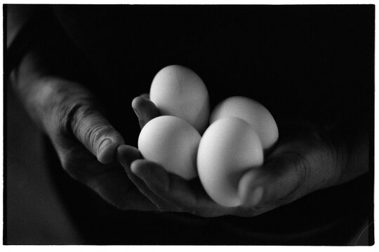Hands holding fresh white eggs