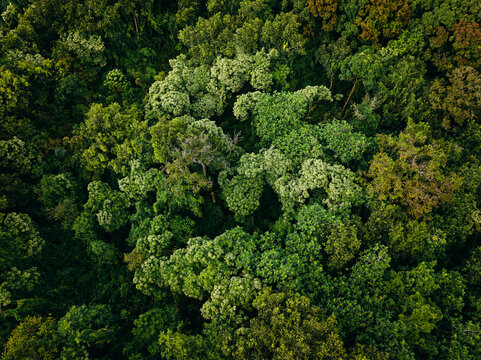 Aerial overhead jungle forest canopy