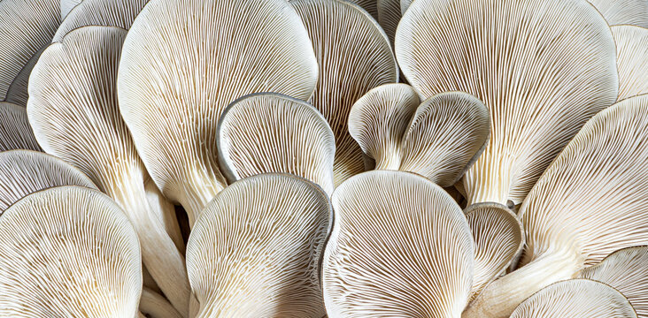 Close up of oyster mushroom