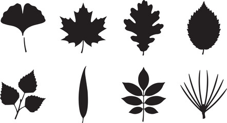 Fototapeta premium Tree Leaves Silhouette Set Featuring Maple Oak Ginkgo Biloba Birch Chestnut and Pine Needle Vector Elements
