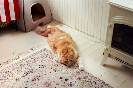Lazy Ginger Cat