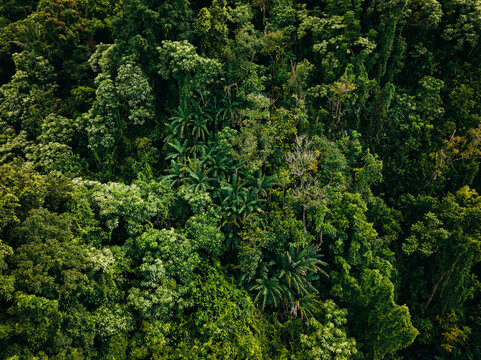 Aerial overhead jungle forest canopy