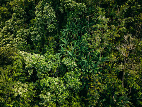 Aerial overhead jungle forest canopy