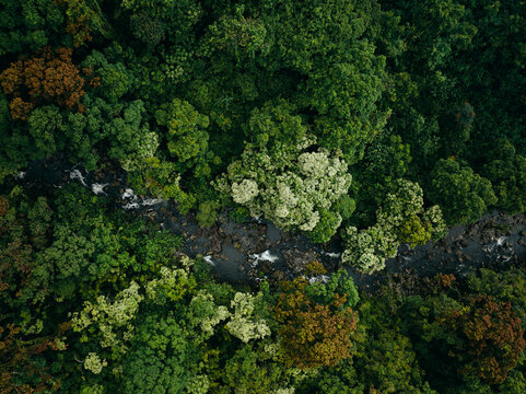 Aerial overhead jungle forest with stream