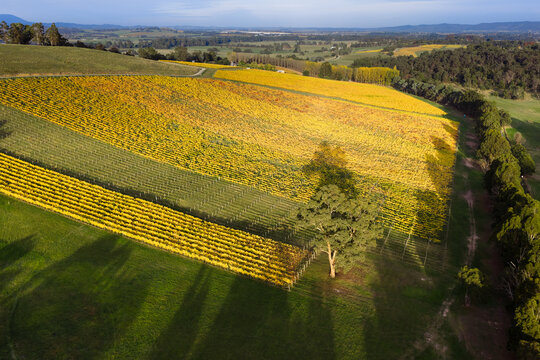 Golden colored grape vines in morning sunshine on a hillside vineyard