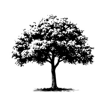 Minimalist oak tree vector illustration Only black and white
Detailed maple tree with dense foliage vector Only black and white