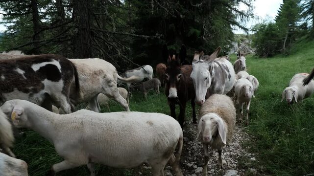 Pascolo di pecore e asini in mongna trentina