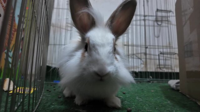 A close up shot of a cute domesticated white hare, also known as a rabbit, with long ears and fluffy fur. The animal looks directly at the camera, then moves closer, filling the frame. The video