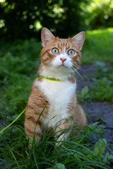 Fototapeta premium Surprised ginger and white cat with wide open eyes sitting in green grass outdoors, vertical shot