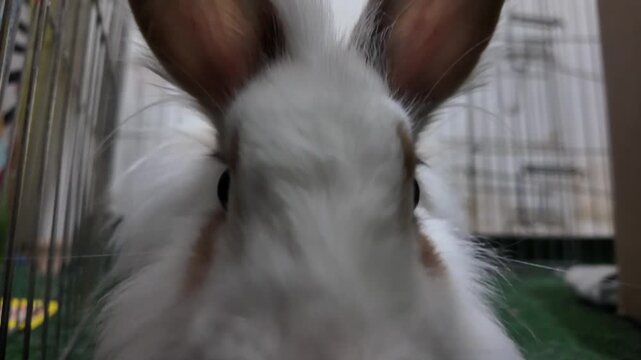 A close-up shot of an adorable white bunny rabbit with brown spots, sniffing the air and looking around with alert eyes. The bunny moves its nose and ears, showing curiosity and charm. The mood is