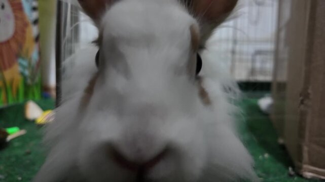 A close-up shot of an adorable domestic rabbit (Oryctolagus cuniculus) with white and brown fur, and lop ears, in a cage with green turf, looks intently at the camera then bumps the camera before