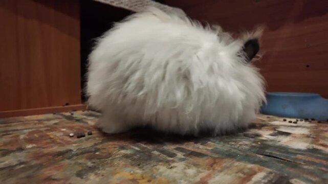 A close-up shot of a small, fluffy Angora rabbit with white and brown fur on a patterned floor. The rabbit is seen moving around, sniffing, and then gracefully enters its wooden enclosure. The mood is