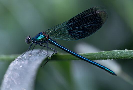 Close-up of a male blue-winged damselfly (Calopteryx virgo) perched on a long reed leaf. Water droplets can be seen on the leaf.