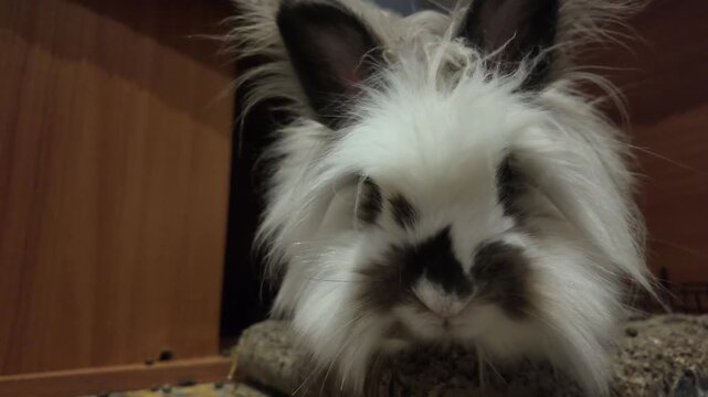 A close-up shot of a fluffy white rabbit (Oryctolagus cuniculus), possibly a Lionhead breed, with black and brown patches on its face. The adorable animal sits calmly, occasionally twitch its nose and