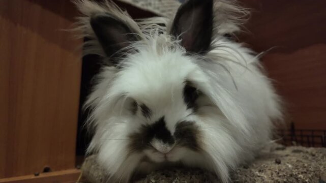 A close-up shot of an angora rabbit, a domestic rabbit (Oryctolagus cuniculus domesticus) with remarkable long fur, resting peacefully. The foreground is sandy, suggesting a natural or cozy enclosure