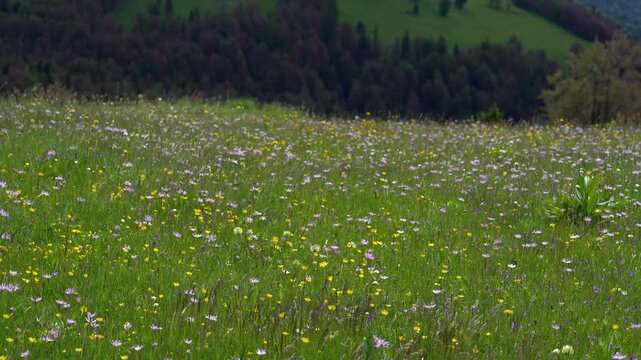 Purple Viper's-grass in natural ambient (Scorzonera purpurea) - (4K)