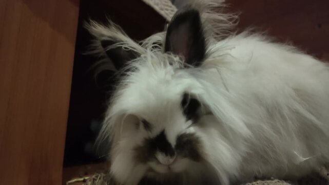 A fluffy Lionhead rabbit (Oryctolagus cuniculus) with long white fur and dark markings takes a nap in its indoor enclosure. The mood is calm and peaceful, showcasing the rabbit's relaxed state. This