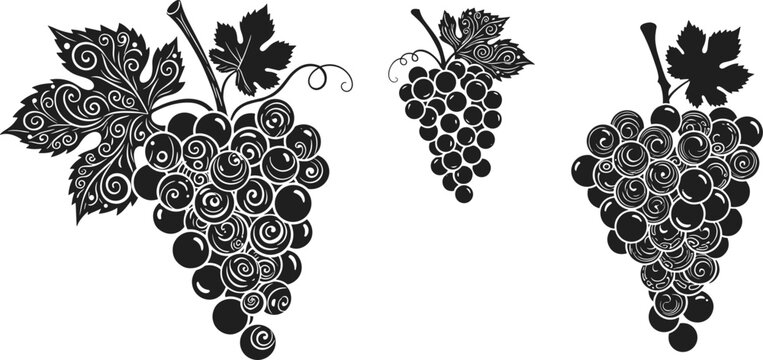 Stylized black and white grape bunch vector silhouettes with leaves and vines for winery and vineyard design
