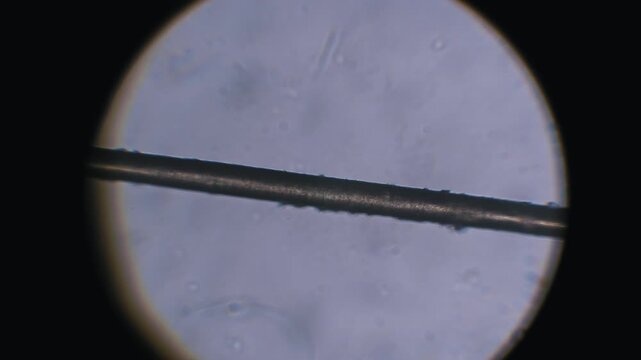 Extreme close-up of a human hair fiber moving under a microscope lens to show surface texture. The detailed inspection aids in cuticle health analysis and forensic study.