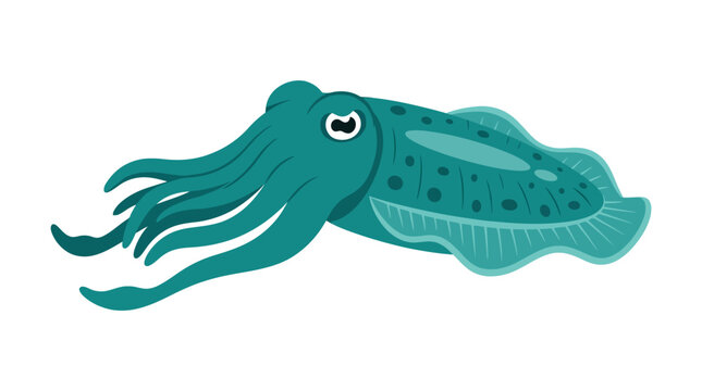 Teal blue squid swimming on a white background.
