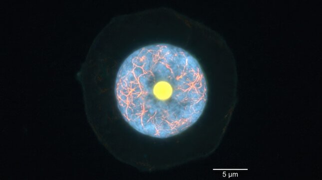 Eukaryotic cell nucleus demonstrating internal chromatin organization during genetic replication phase, showcasing microscopic circular membrane component prior to mitotic division process.
