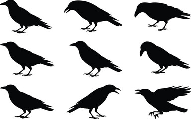Obraz premium Set of black crow bird silhouettes in different poses and positions for graphic design