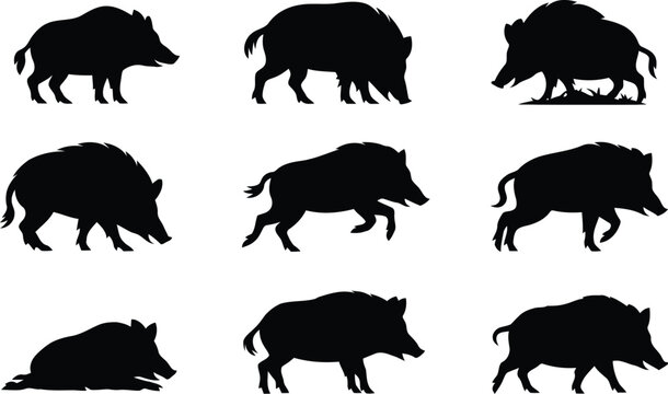 Set of black silhouettes of wild boars in various poses and walking positions
