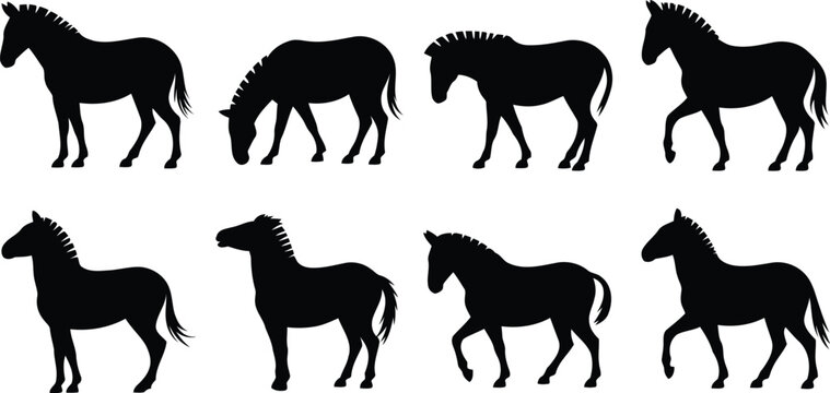 Set of black zebra silhouettes in different poses and walking positions
