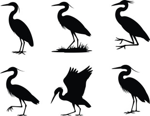 Obraz premium Set of black silhouettes of heron birds in various standing and walking poses