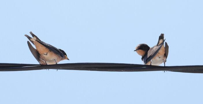 Young barn swallow on wire, Hirundo rustica, birds of Montenegro